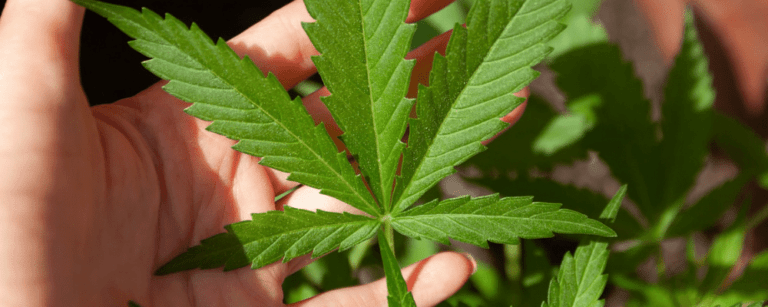 cannabis